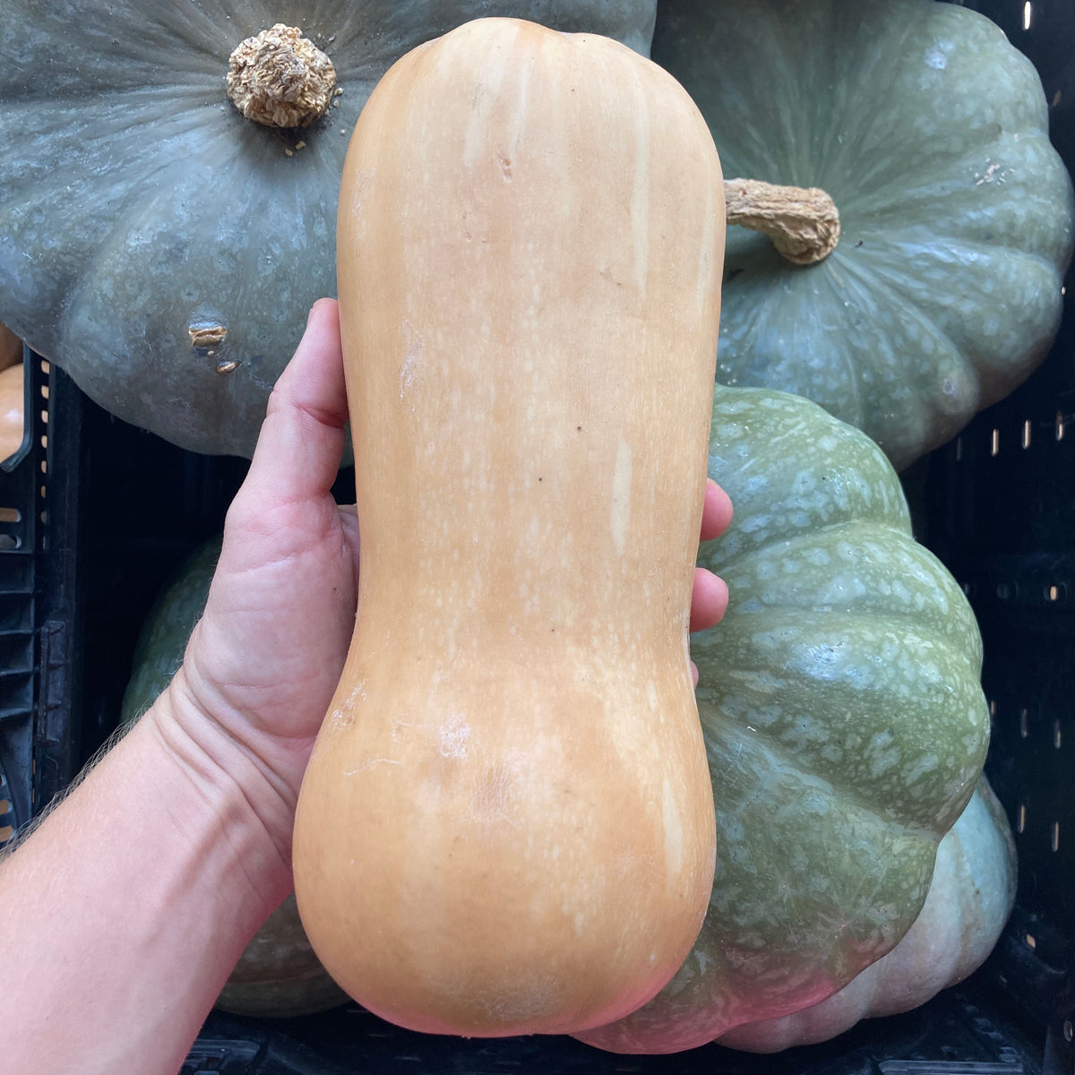 Waltham Butternut Squash Seed Packet