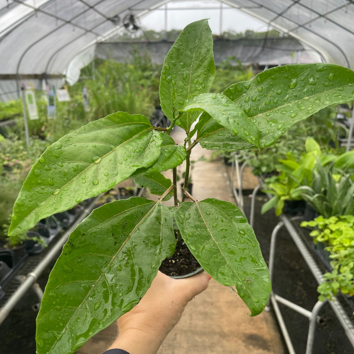 Purple Passionfruit Vine