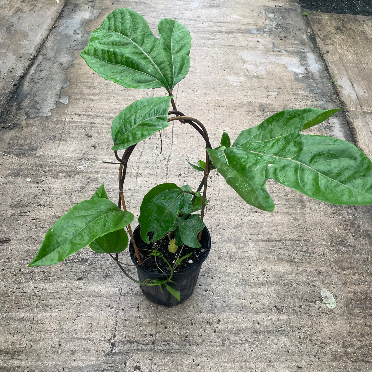 Purple Passionfruit Vine