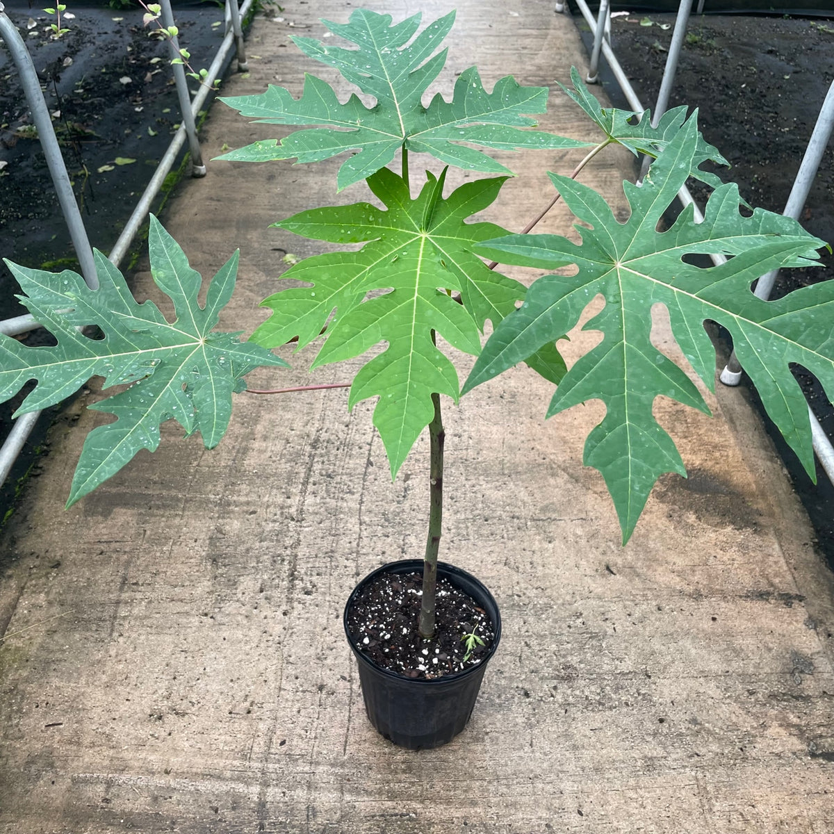 Red Lady Papaya
