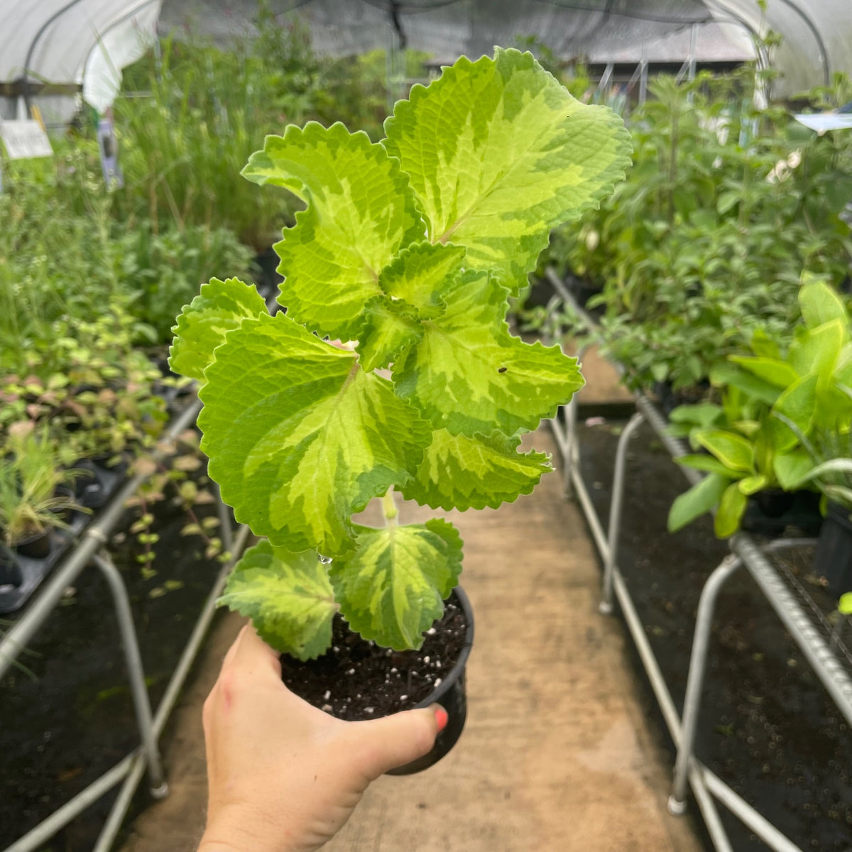 Cuban Oregano, tricolored