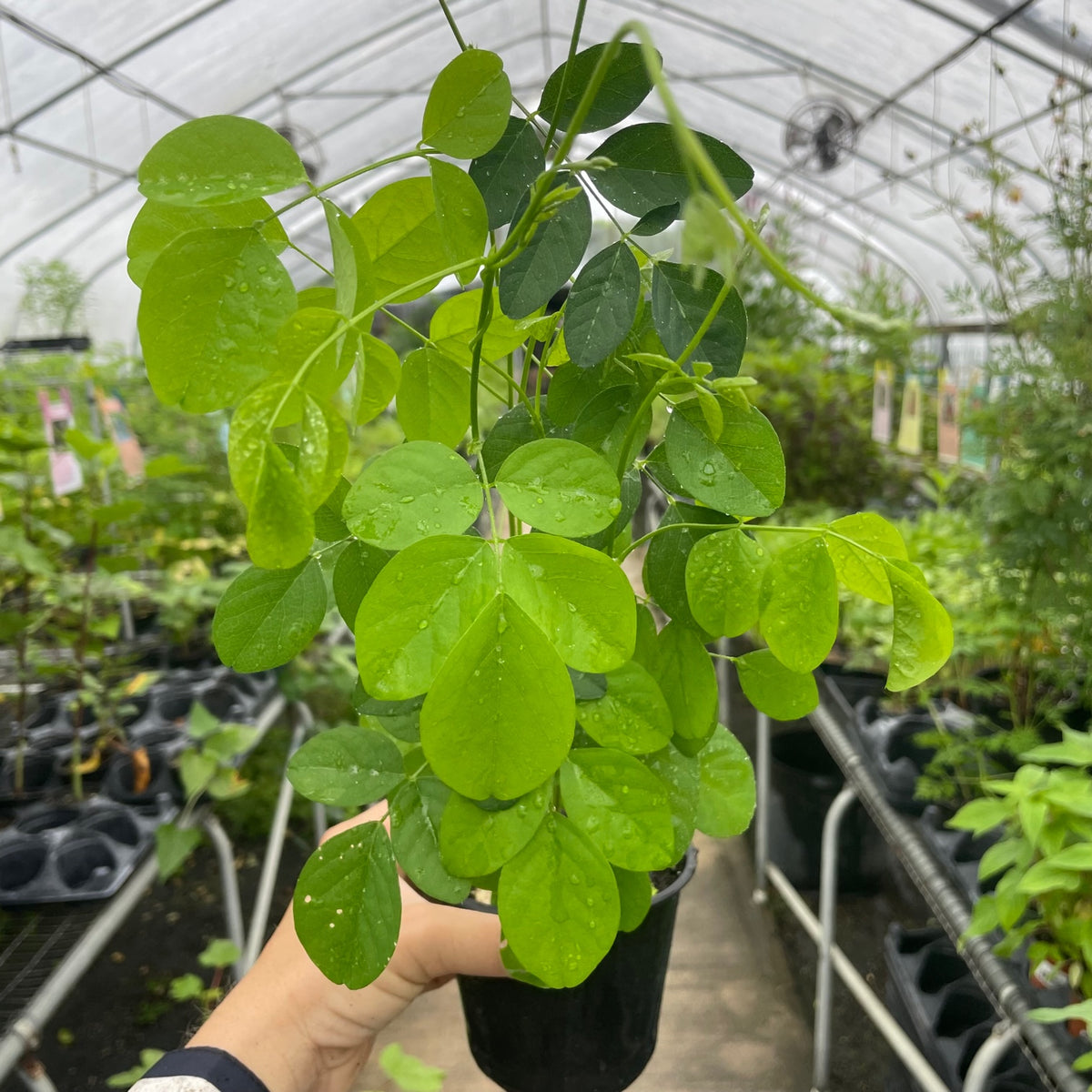 Clitoria aka Butterfly Pea Vine
