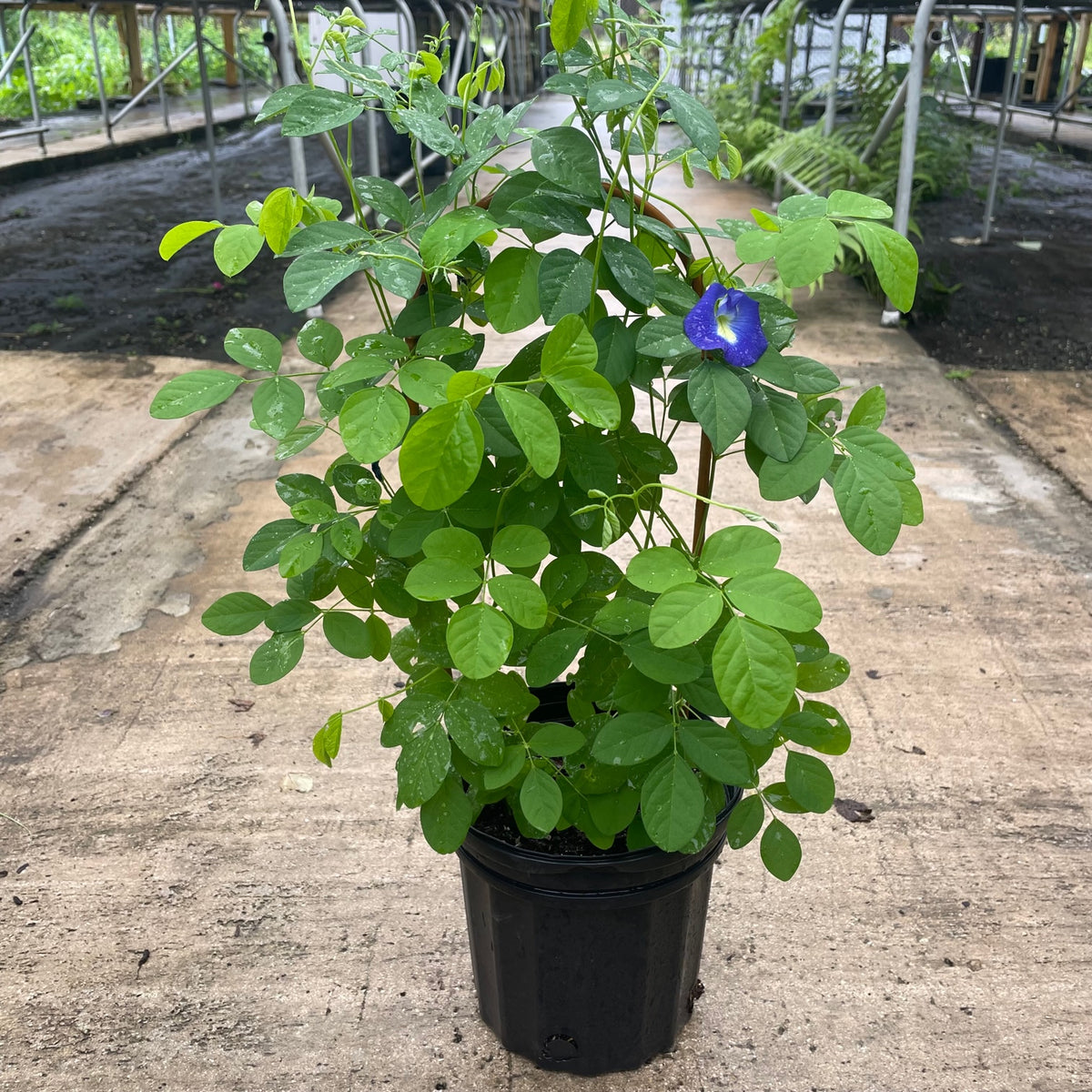 Clitoria aka Butterfly Pea Vine