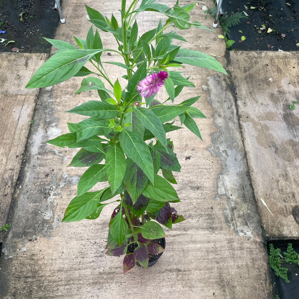 Flamingo Celosia