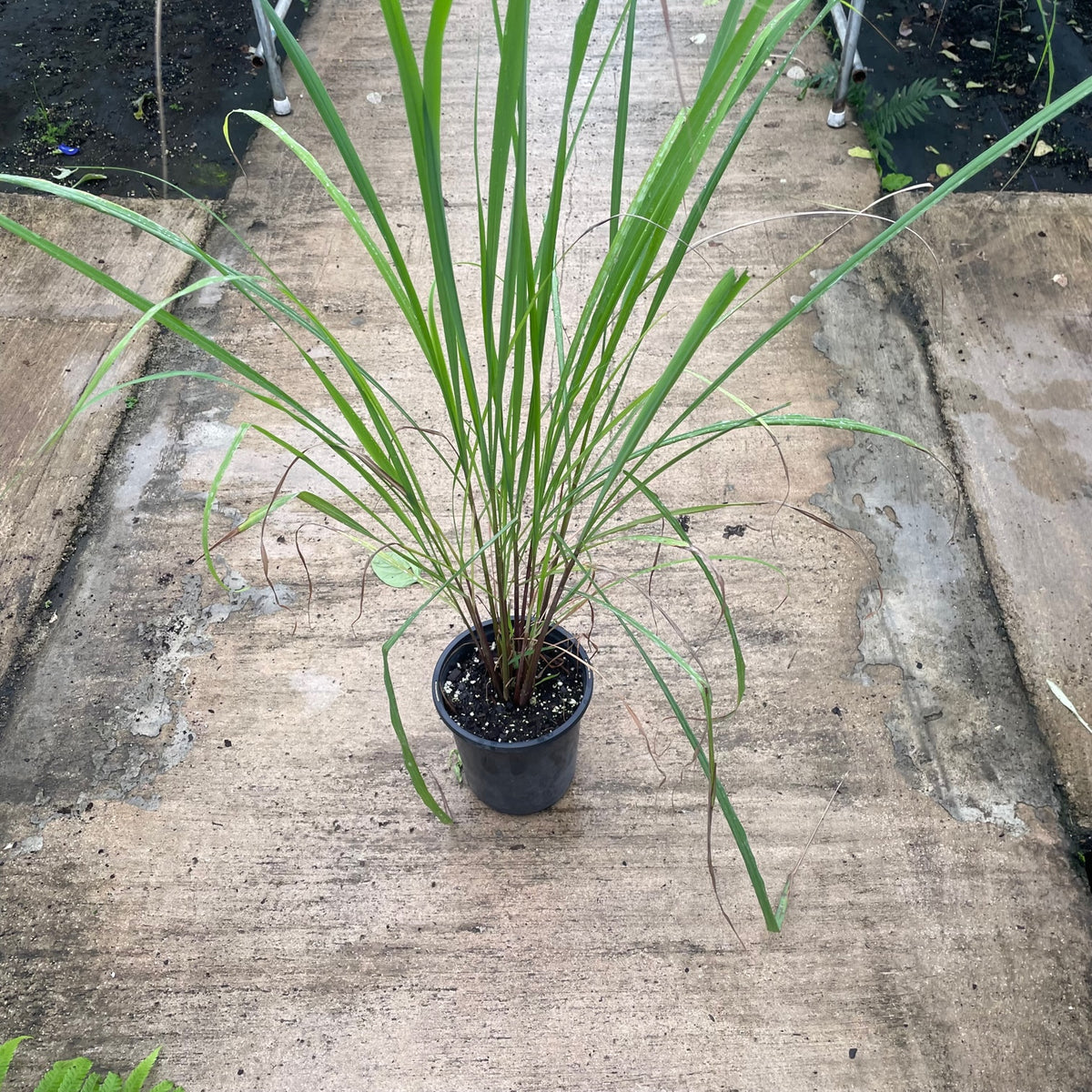 West Indian Lemongrass