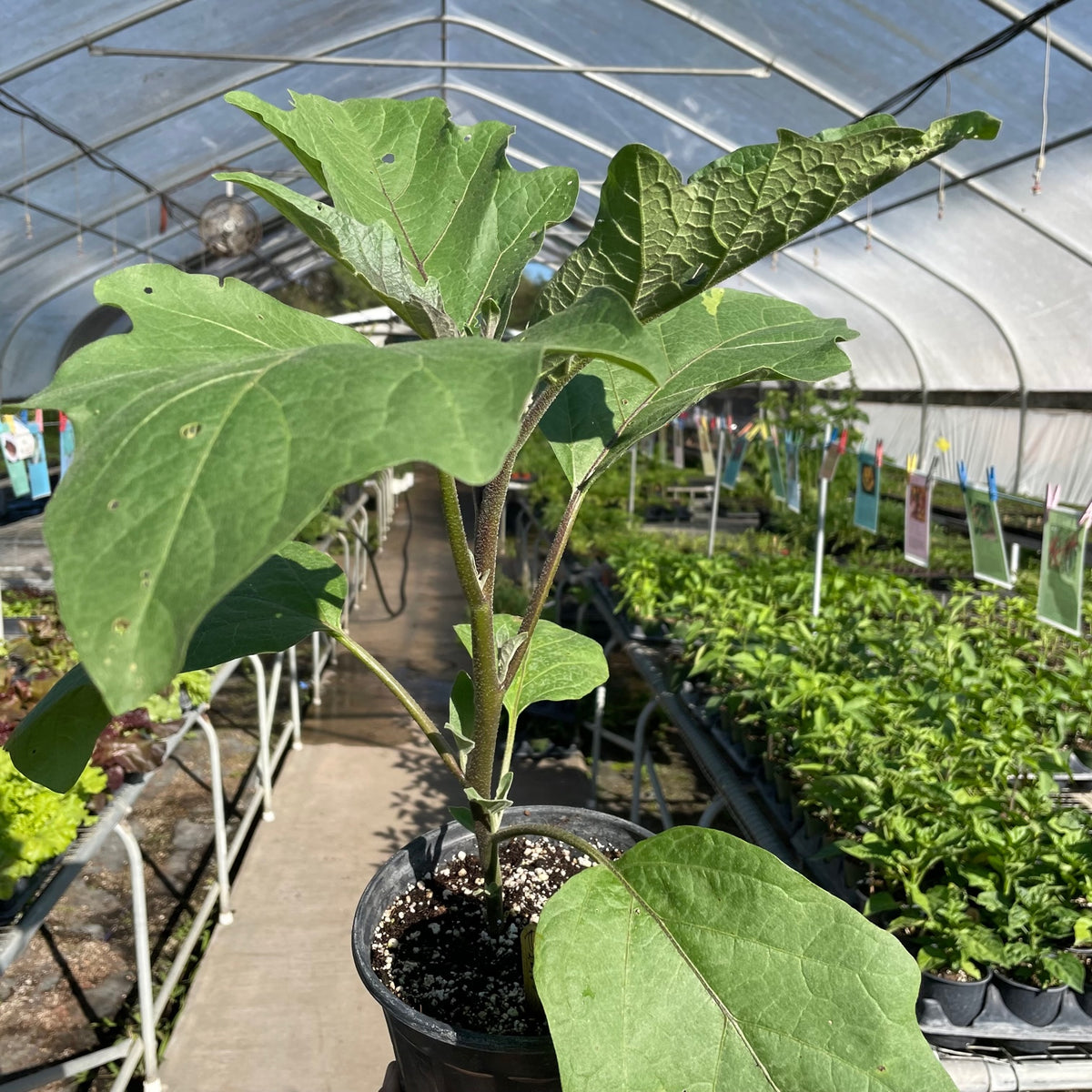 Ping Tung Eggplant