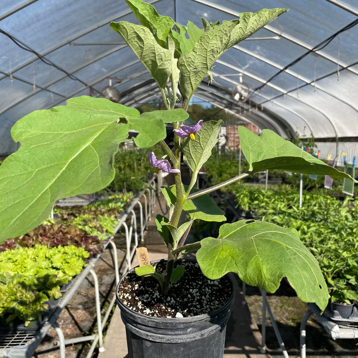 Hansel Eggplant