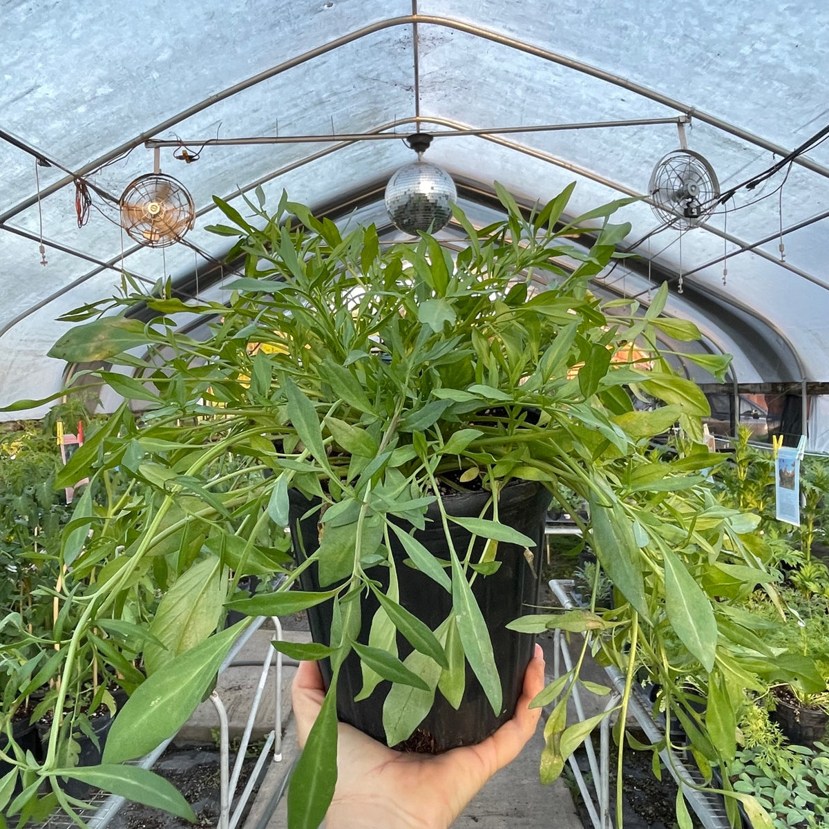 Tickseed /  Coreopsis - Plains