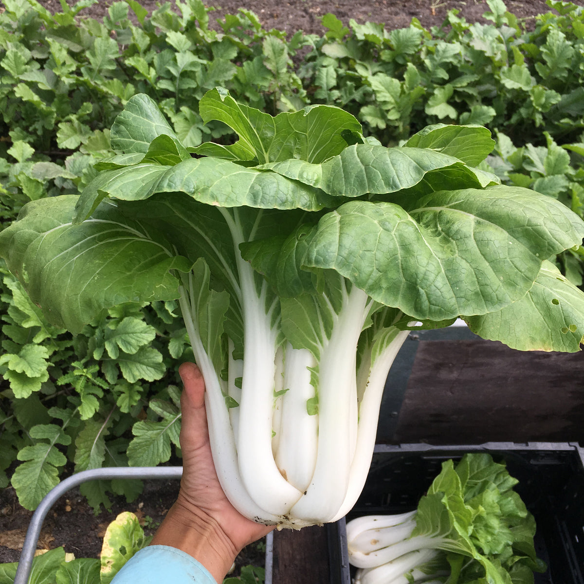 Joi Choi Pak Choi Seed Packet