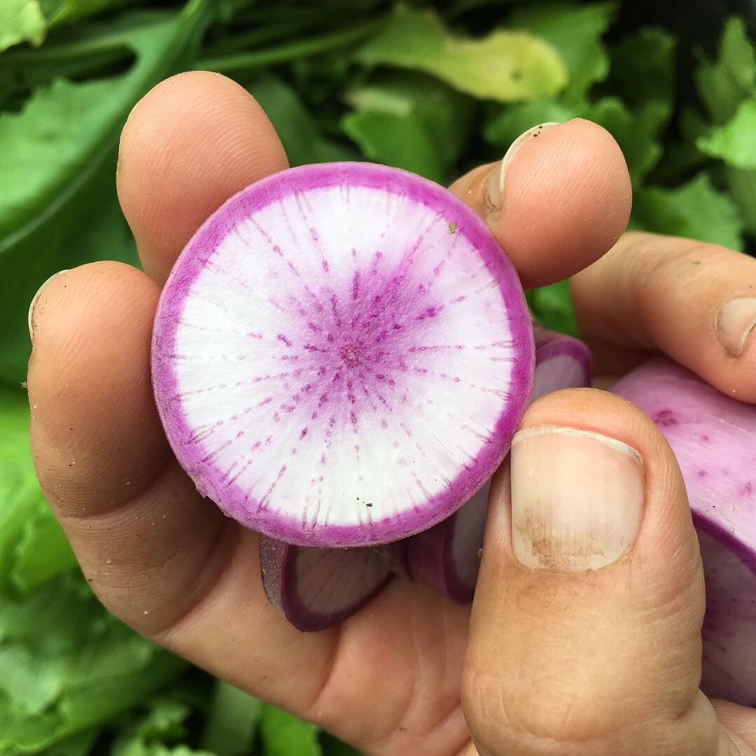 Bora King, Purple Meat Radish Seed Packet