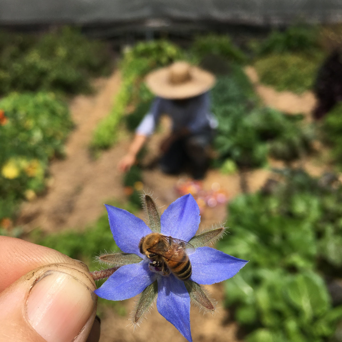Blue Borage seed packet