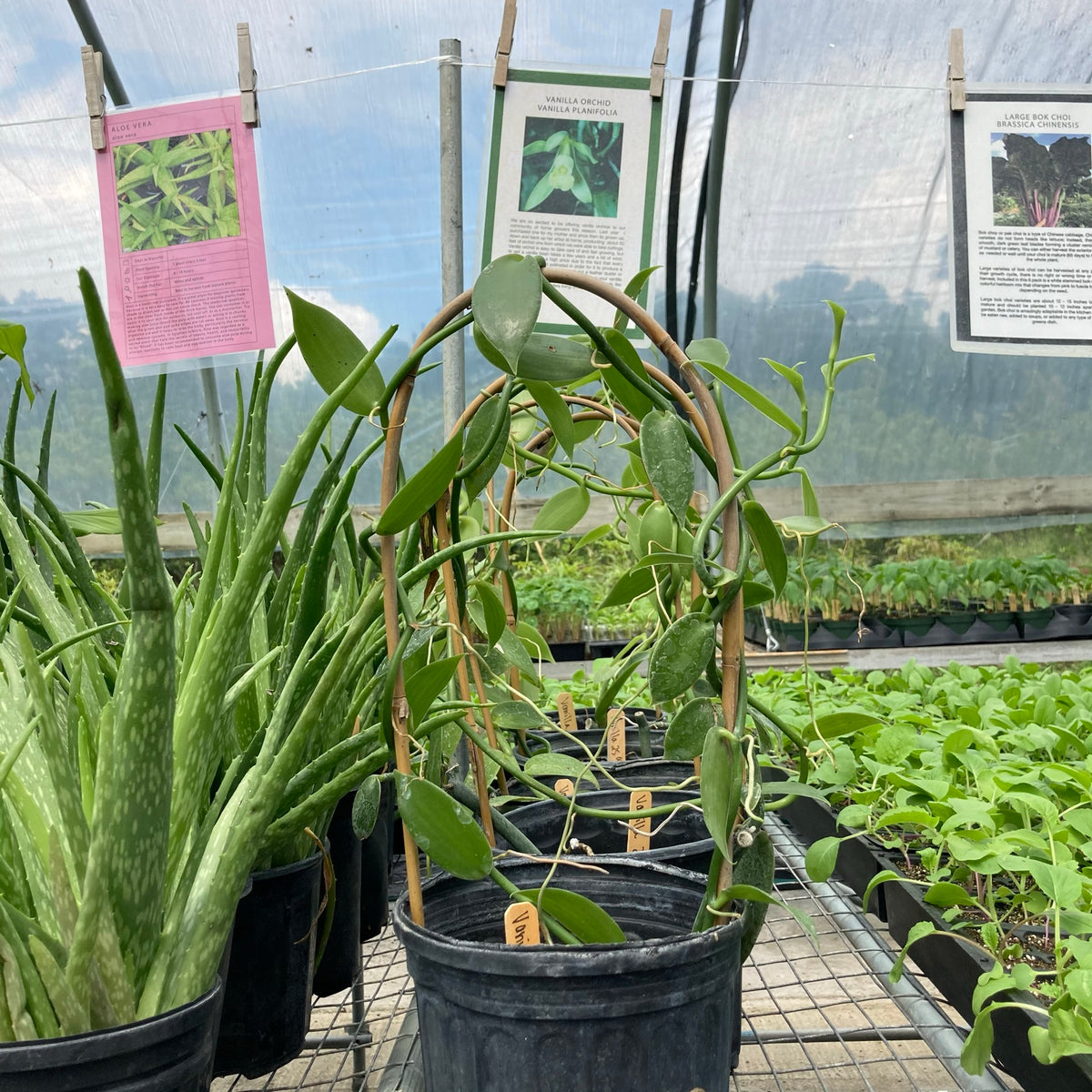 Vanilla Orchid
