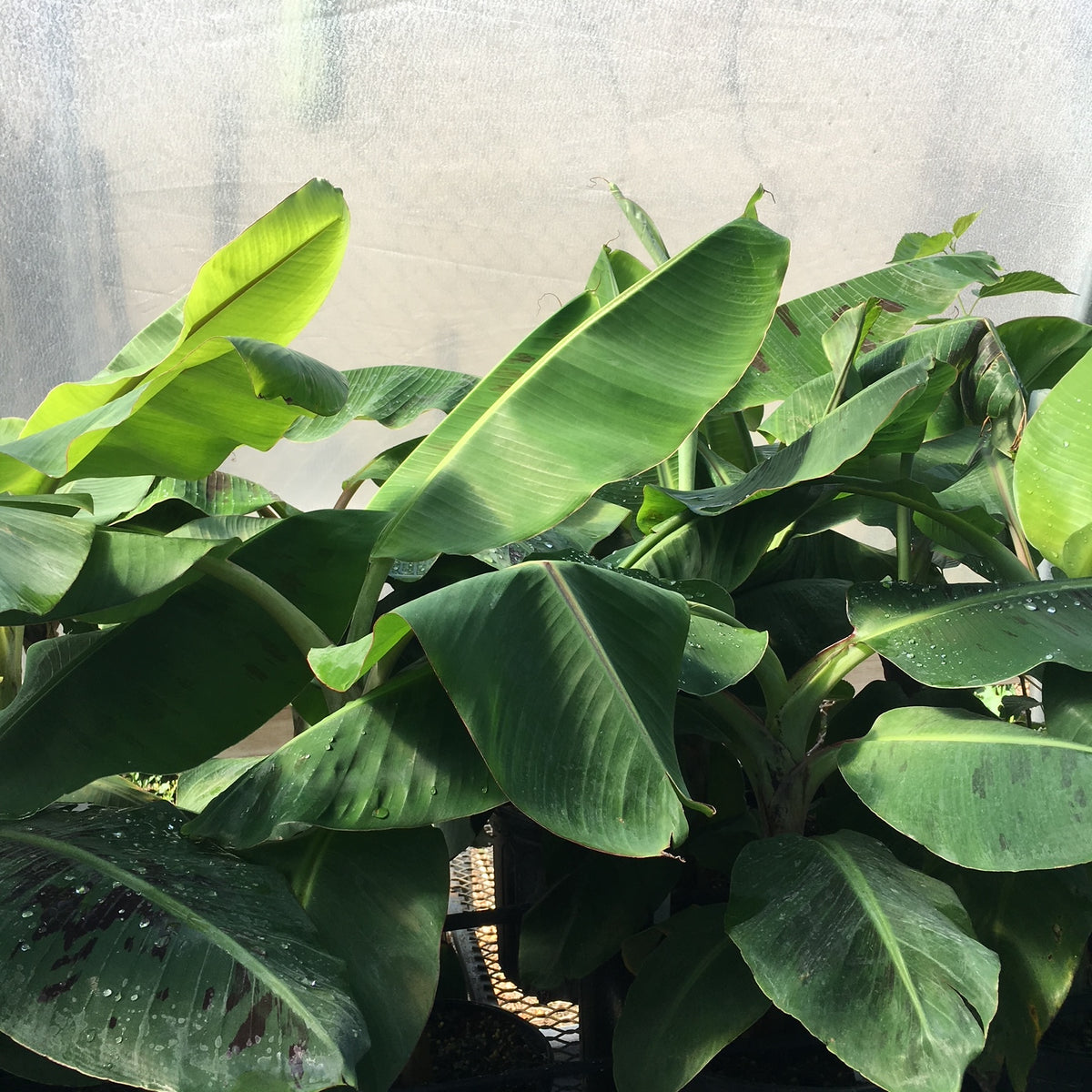 Banana Plant - assorted varieties