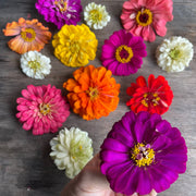Zinnia Mix 6 pack