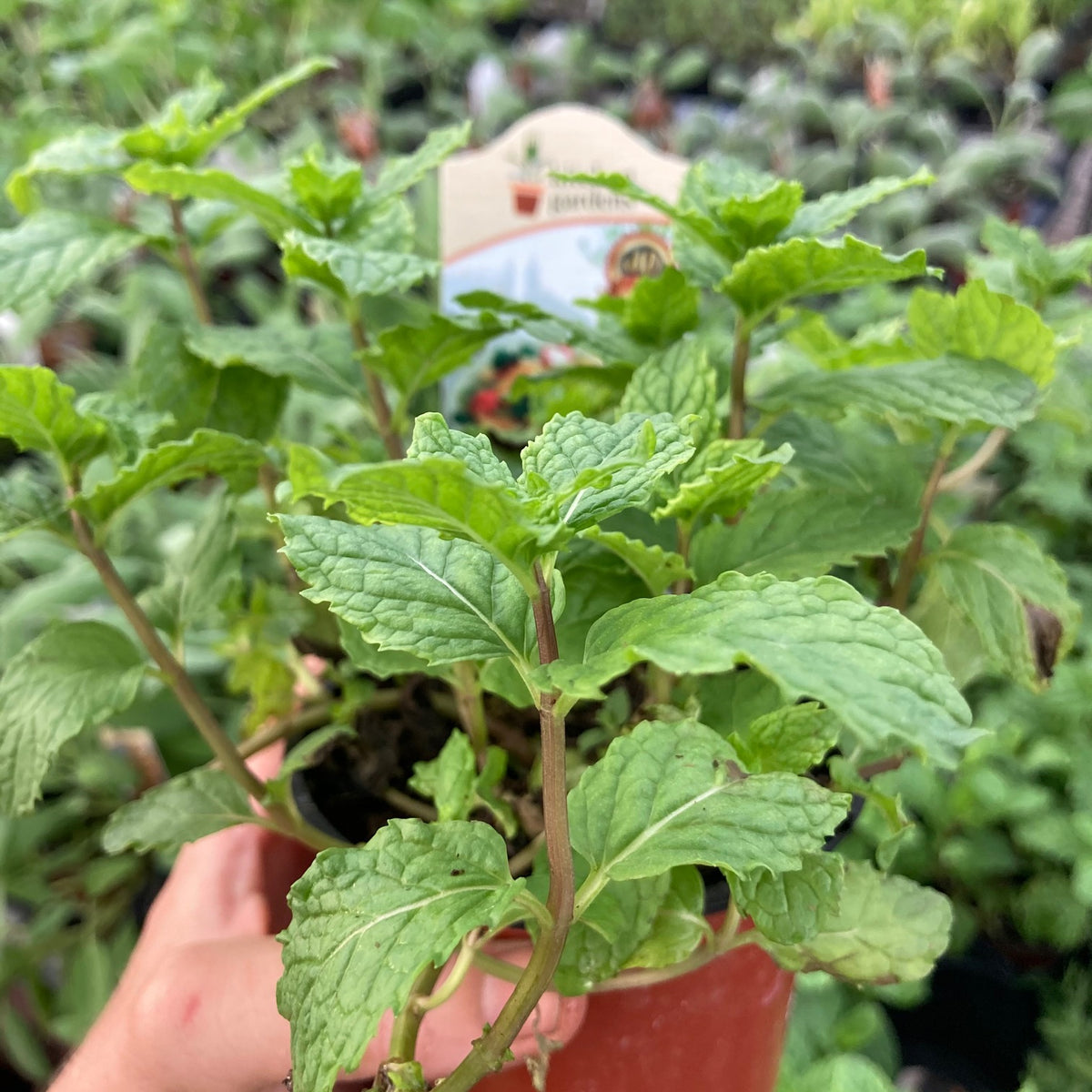 Spearmint