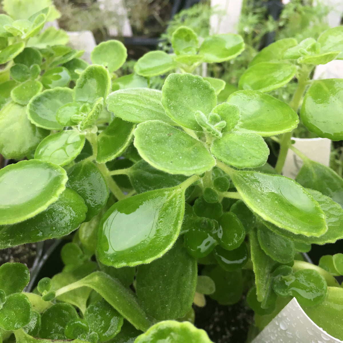 Vicks Plant