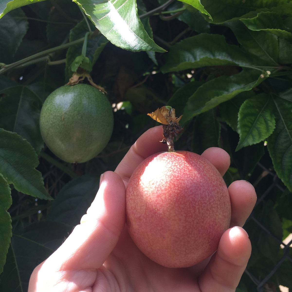 Purple Passionfruit Vine (Passiflora edulis) 20 seeds