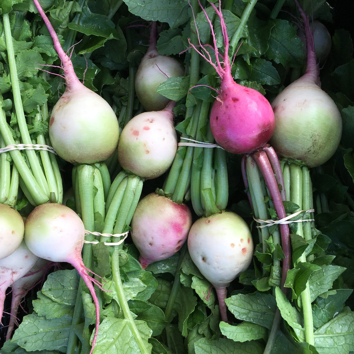 Mantanghong Watermelon Red Meat Radish Seed Packet