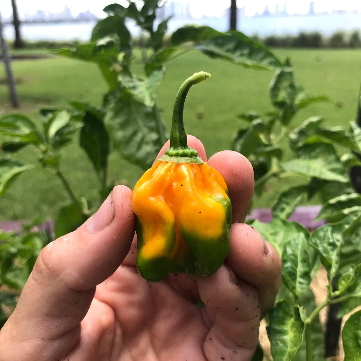 Heatless Habanero Pepper