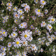 Native Bush Aster aka Rice Button Aster