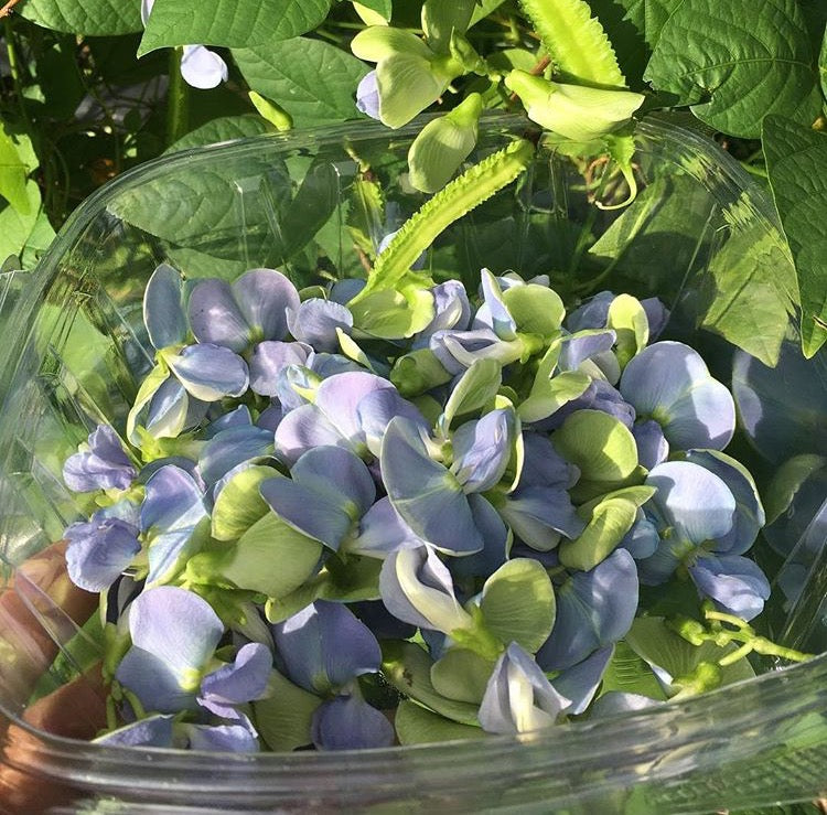 Winged Bean, Day Neutral