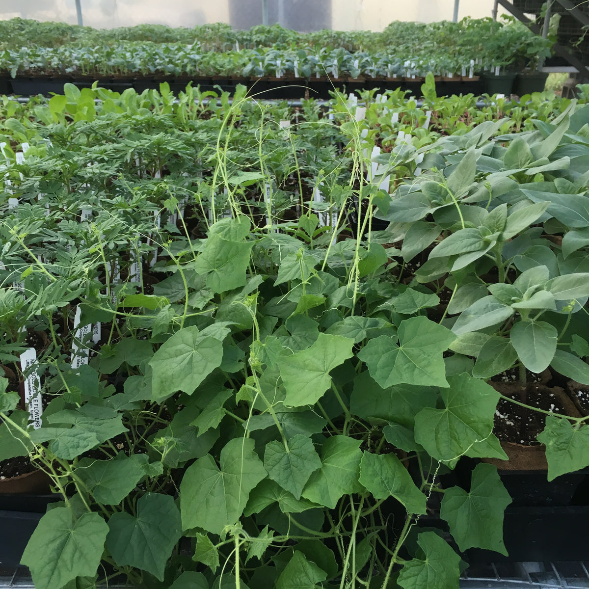 Cucamelon aka Mouse Melons
