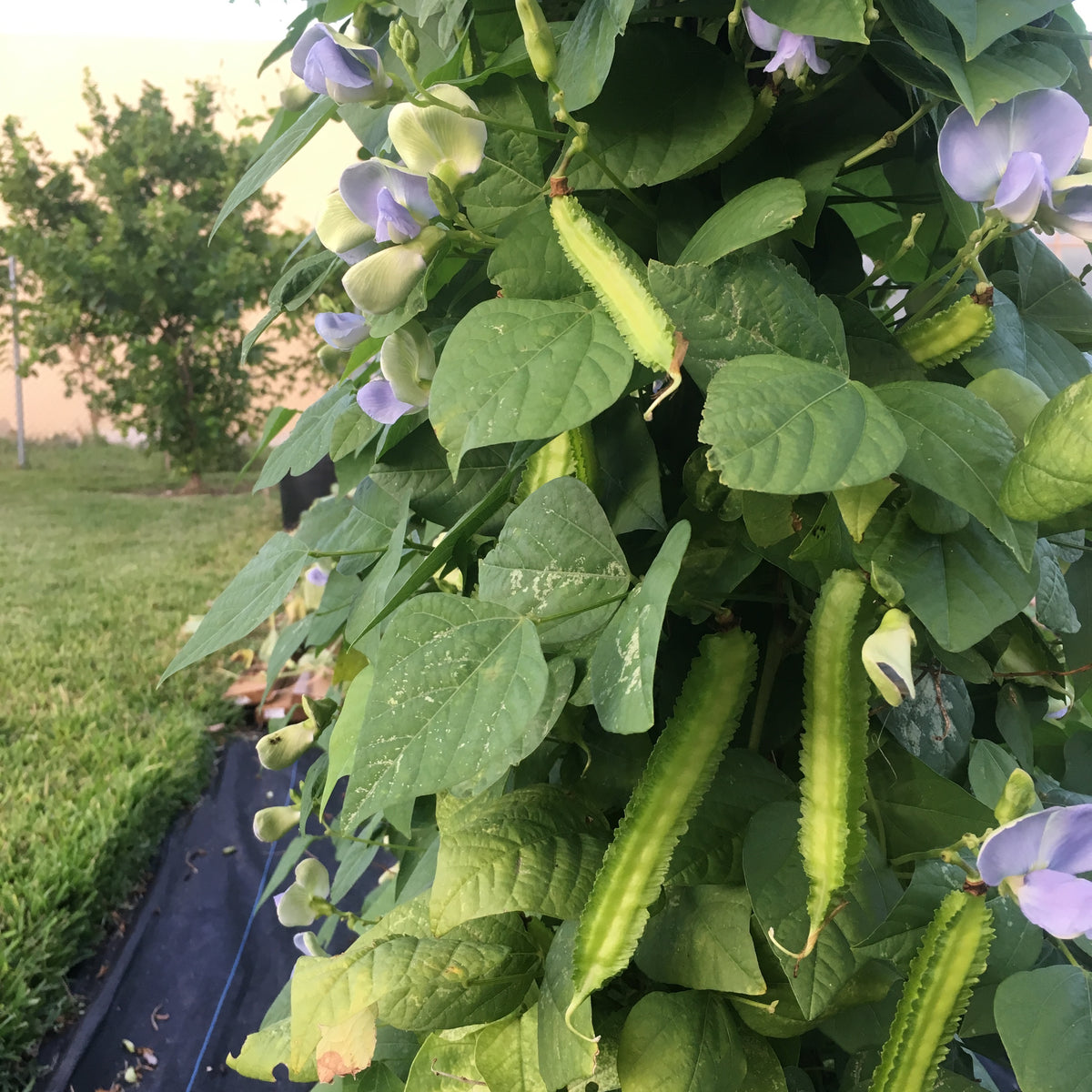 Winged Bean, Day Neutral