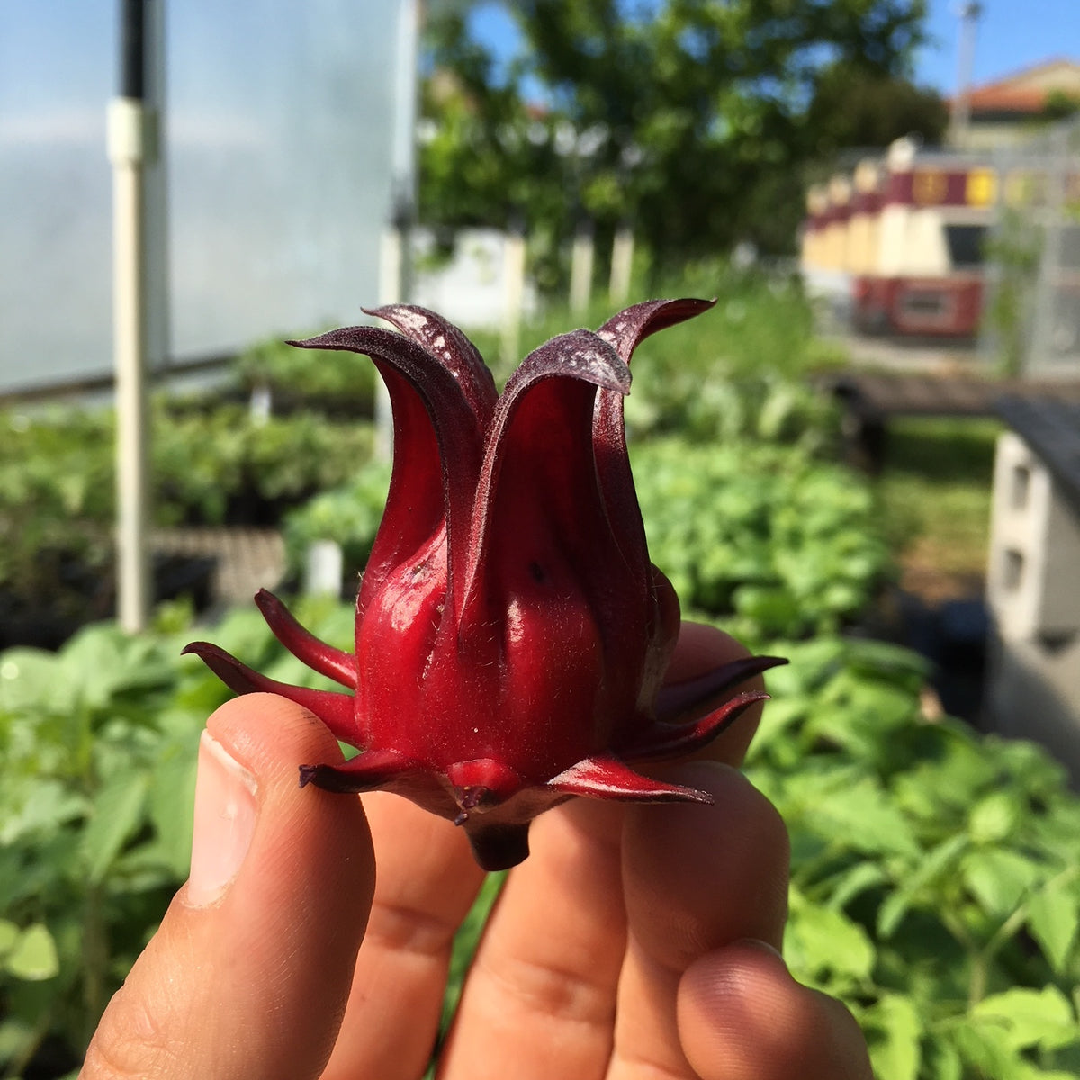 Roselle (hibiscus sabdariffa) 50 seeds