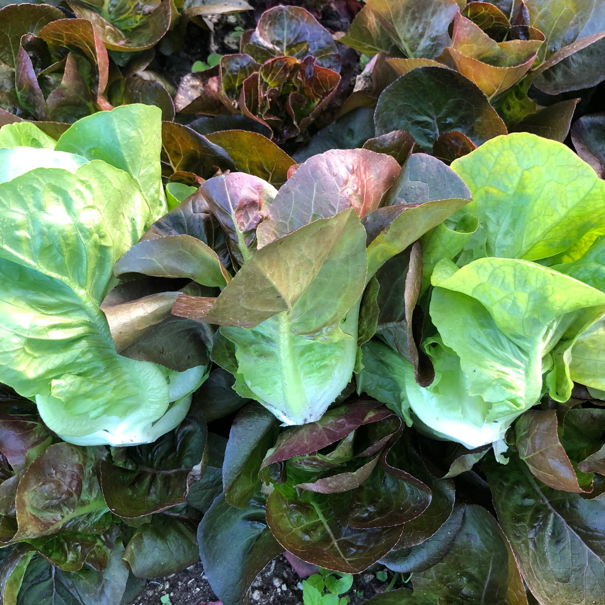 Rosaine Red Gem Romaine