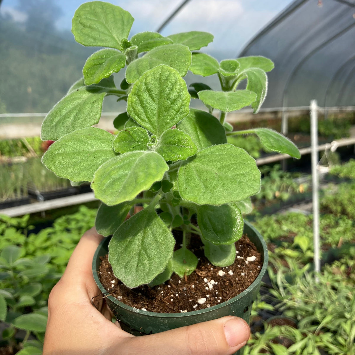 Vicks Plant