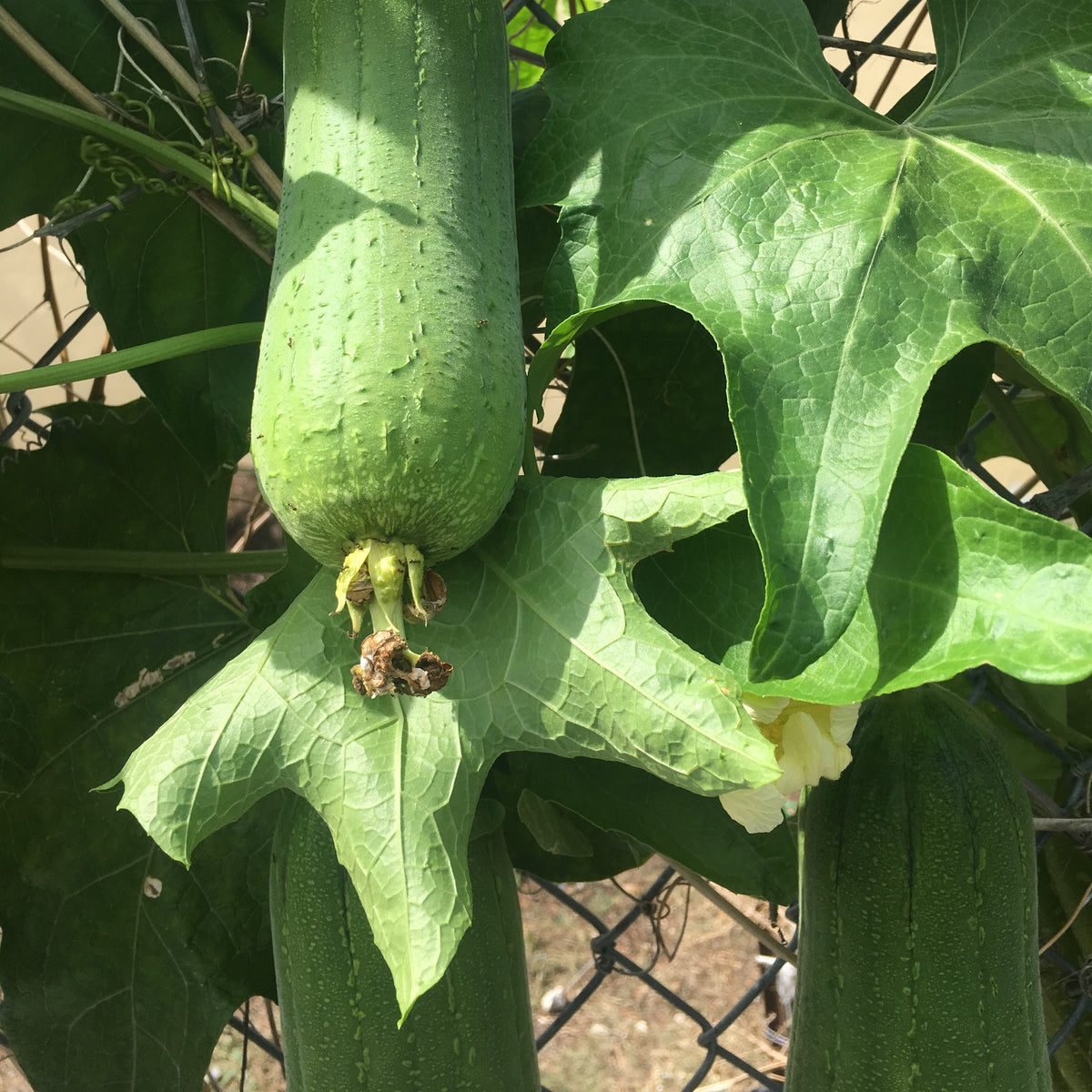 Luffah Gourd (luffa aegyptiaca) 30 seeds