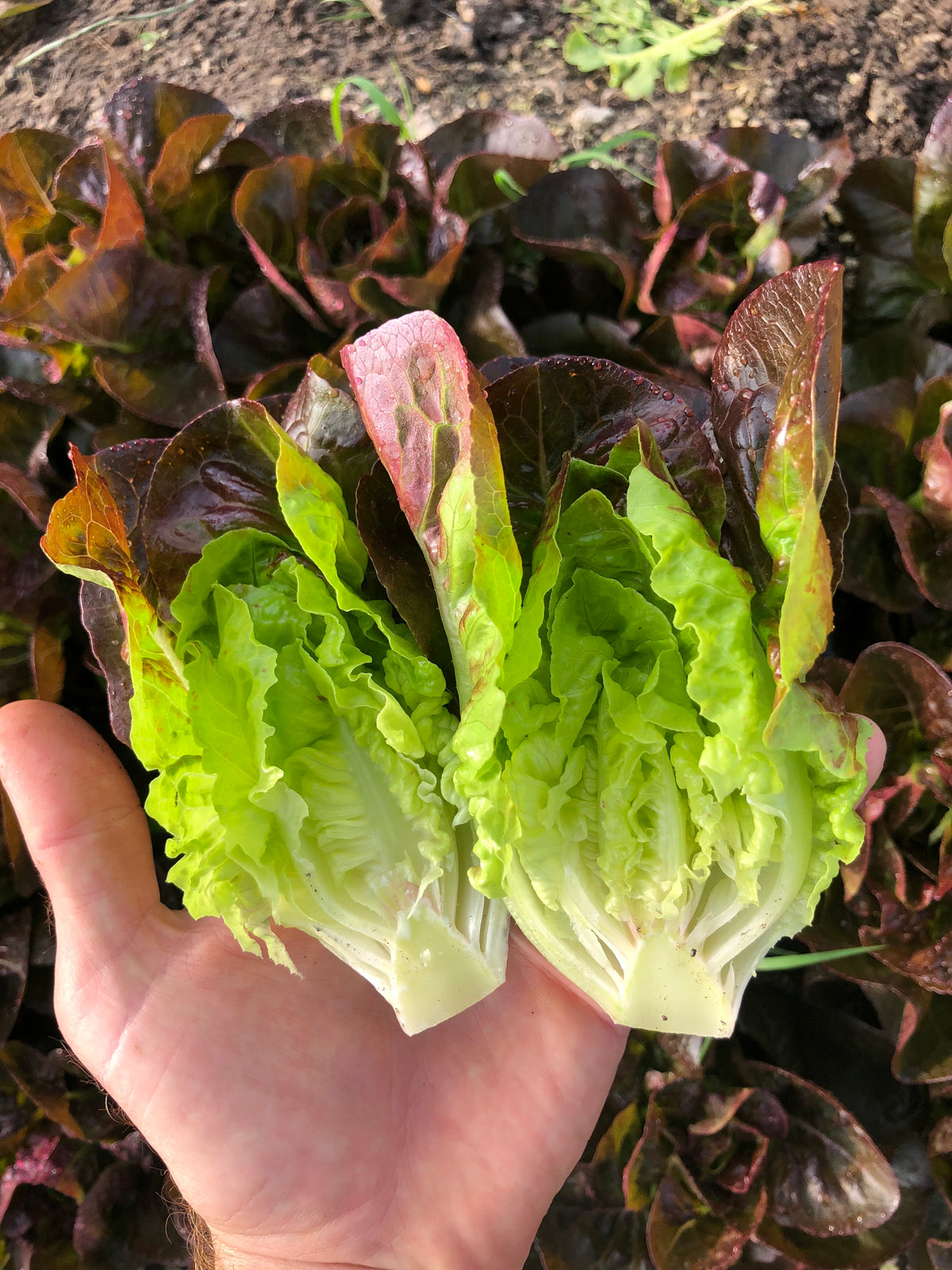 Rosaine Red Gem Romaine