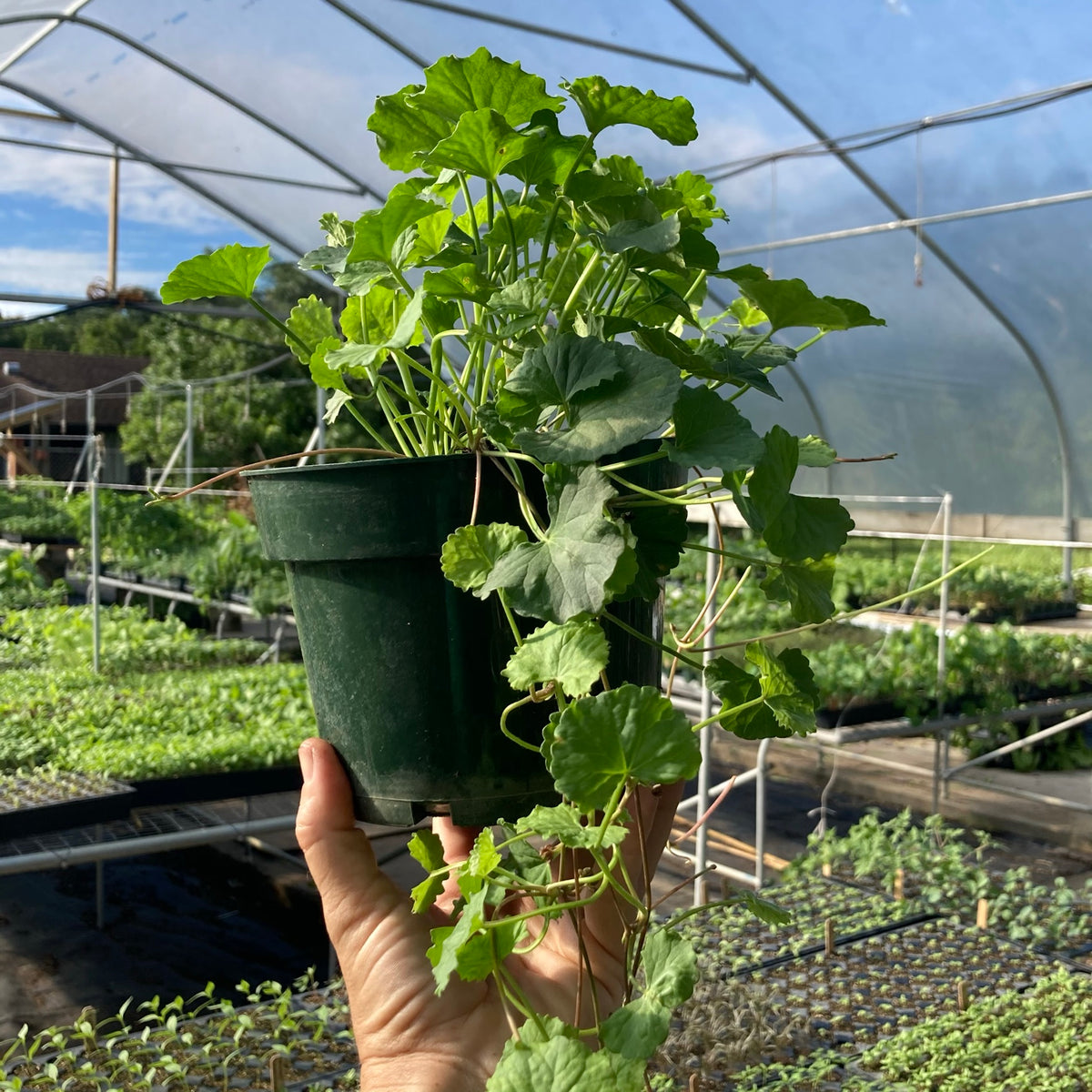 Gotu Kola