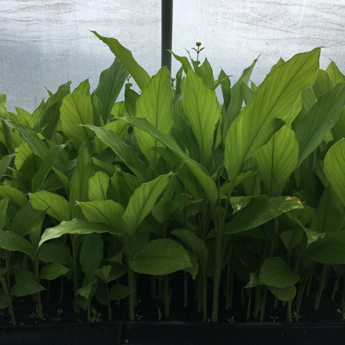 Turmeric plant