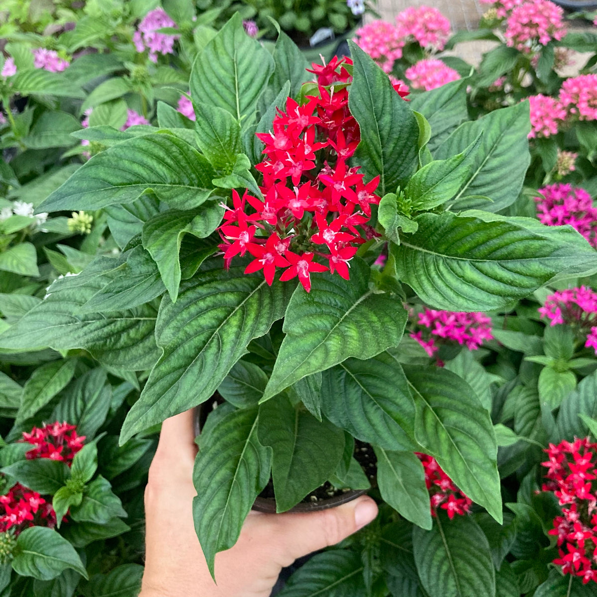 Pentas