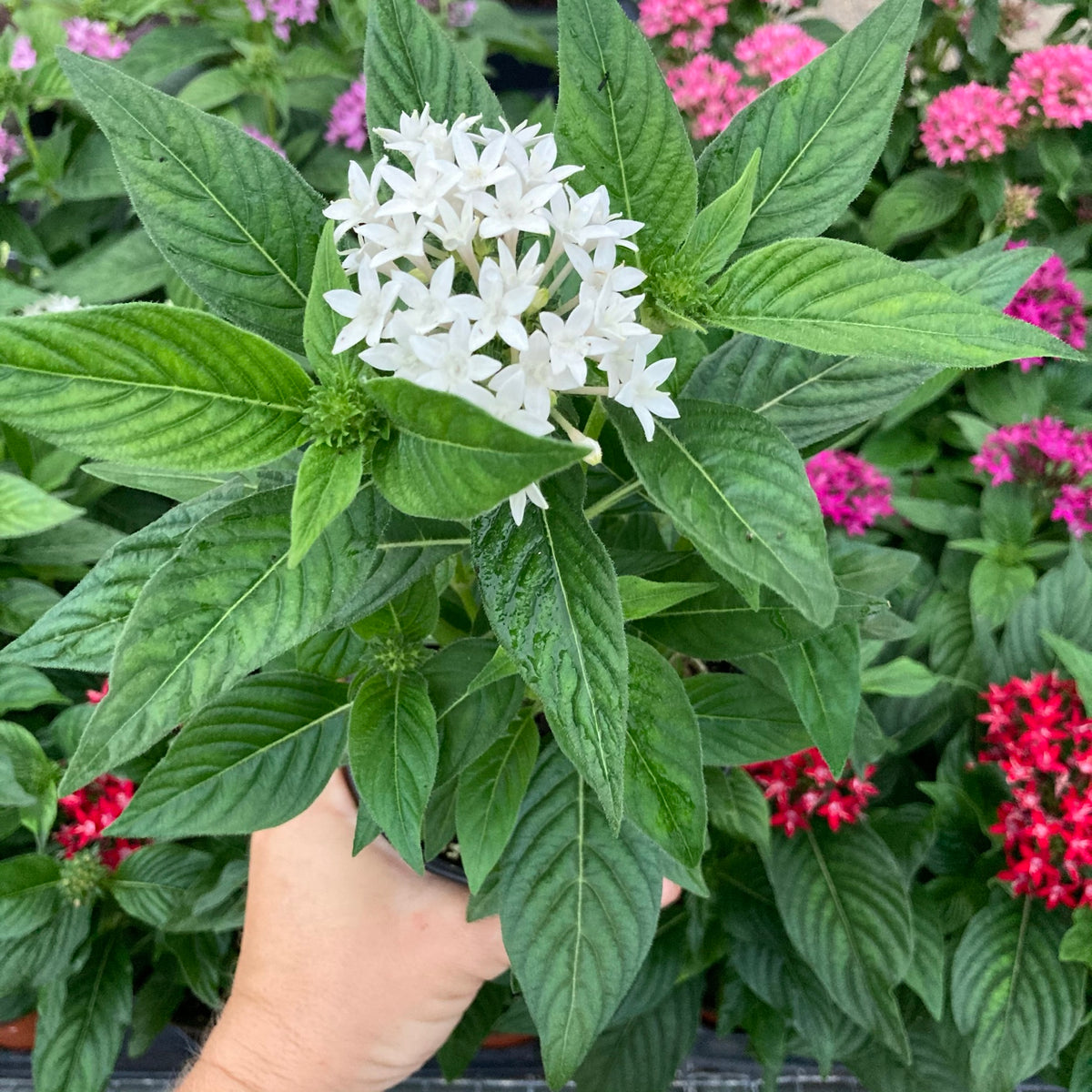 Pentas