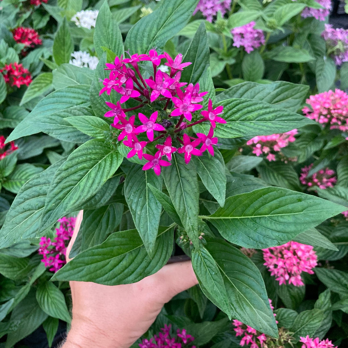 Pentas