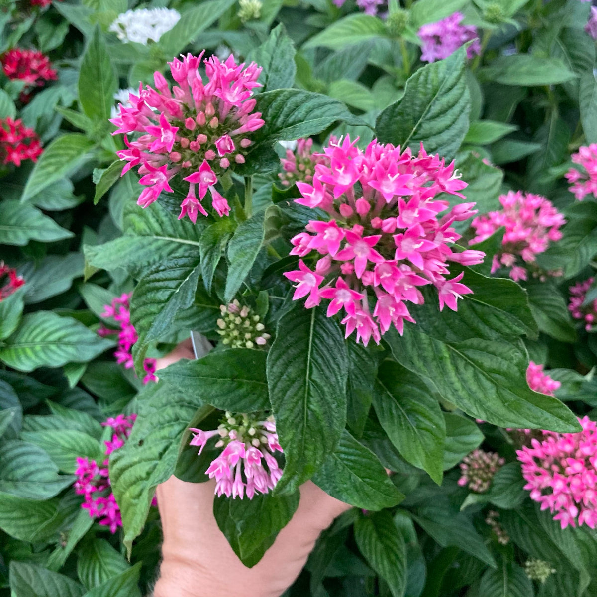 Pentas