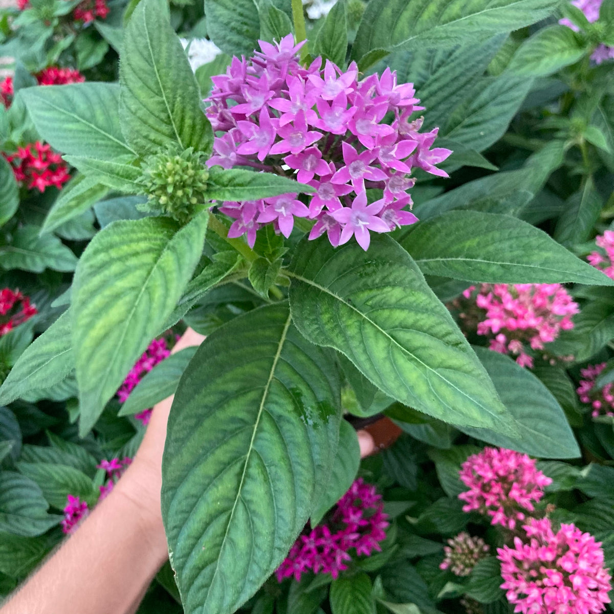 Pentas