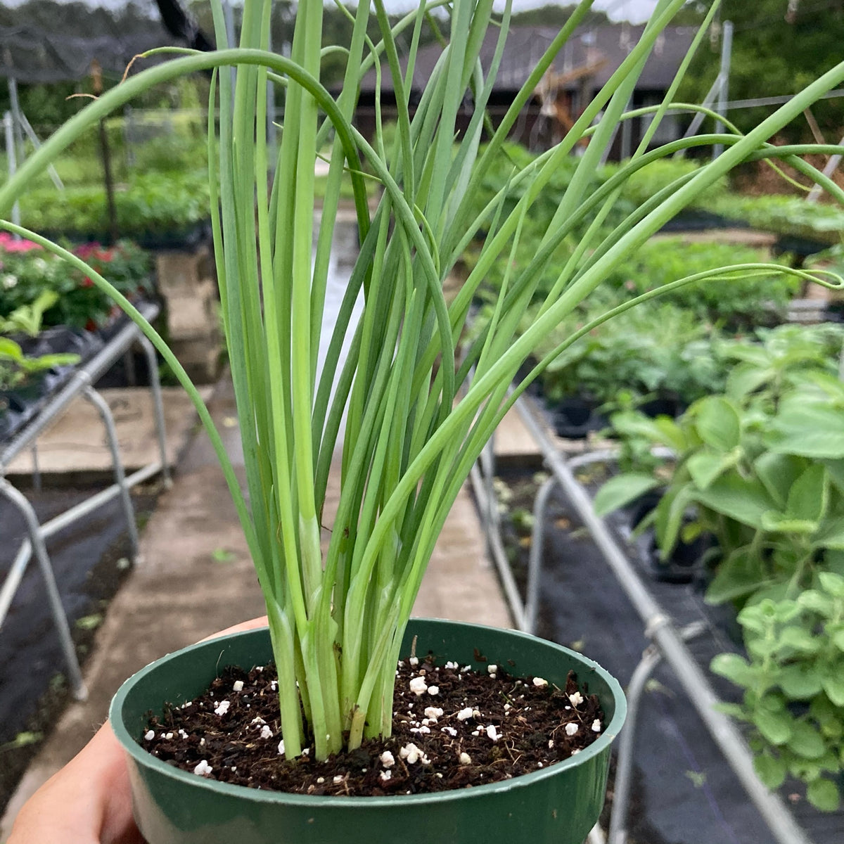 Scallions