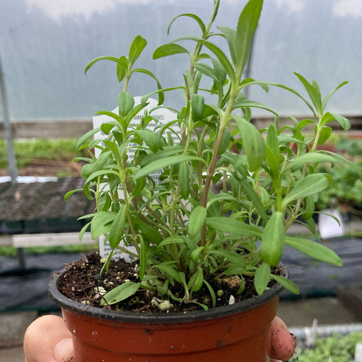 Tarragon