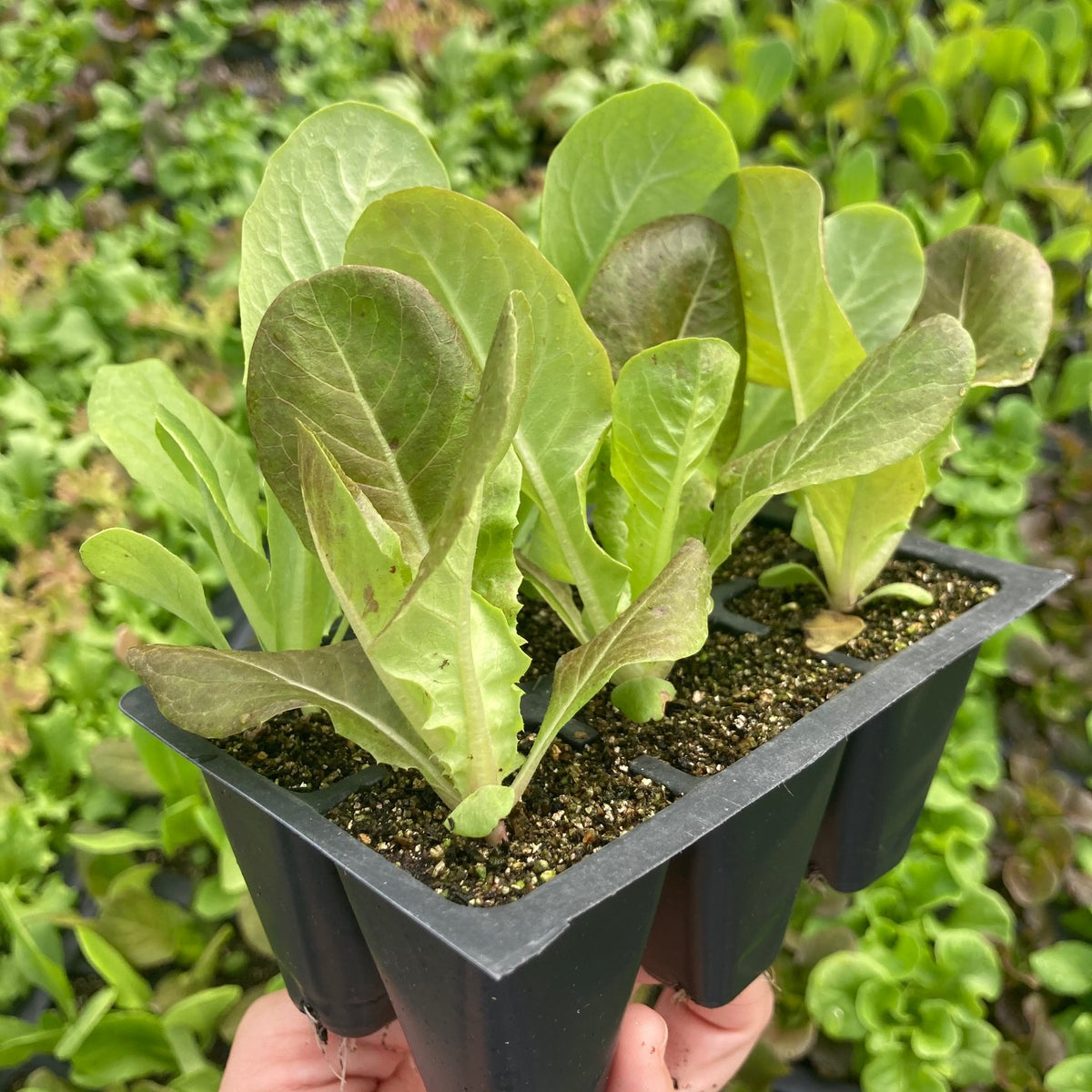 Gem Romaine 6 pack