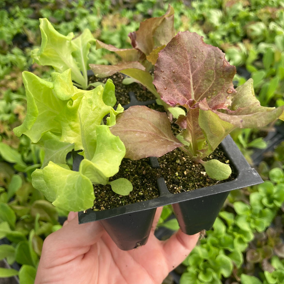 Salad Bowl Lettuce 6 pack