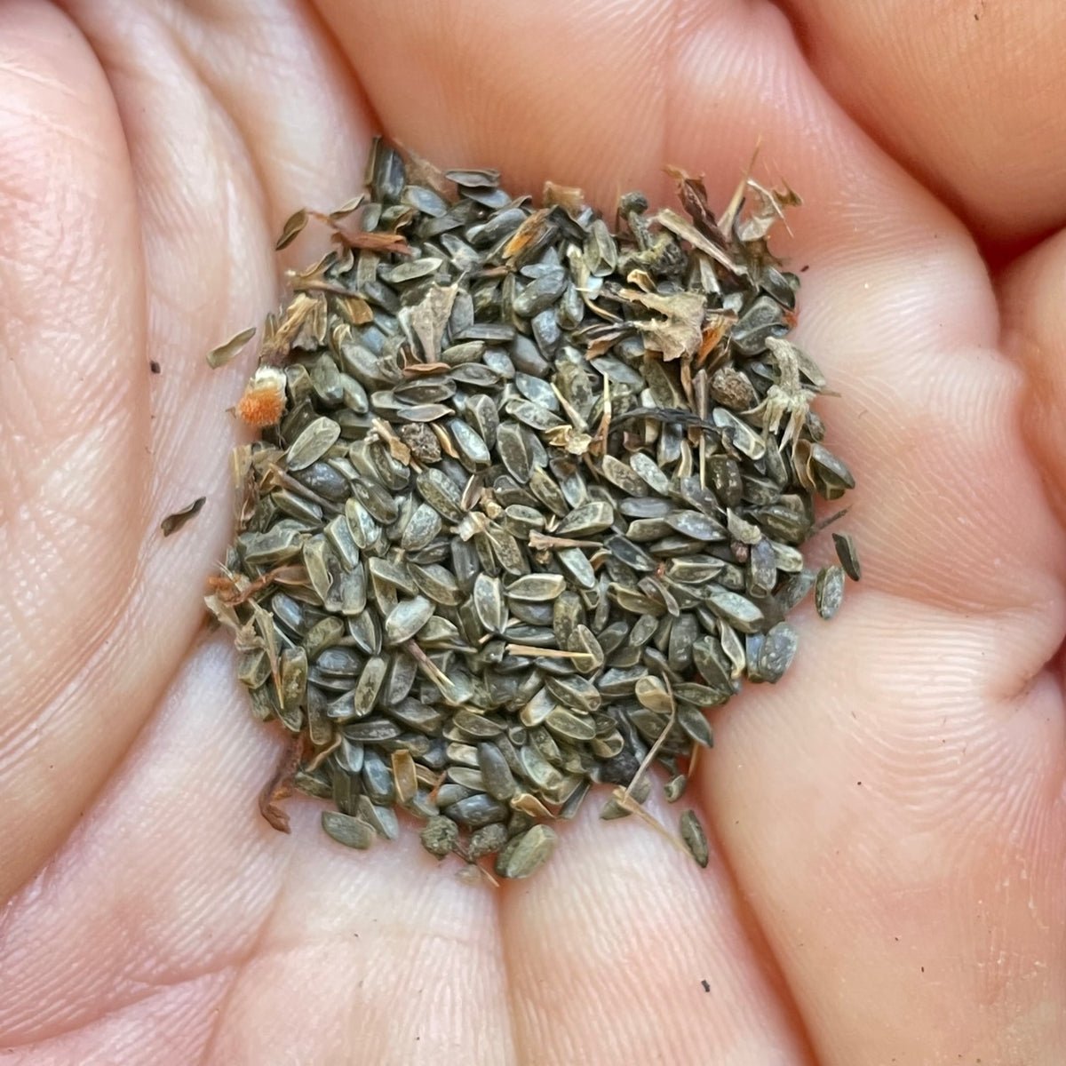 KLIP DAGGA (Leonotis Nepetifolia) 100 SEEDS