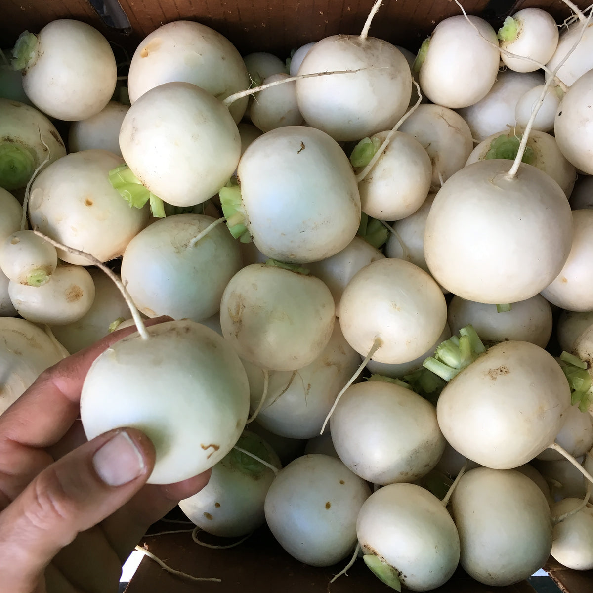 Tokyo Cross Hakurei-style Turnip Seed Packet
