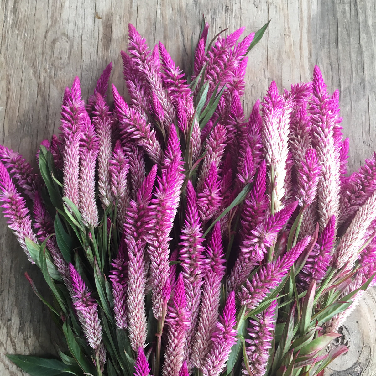 Celosia Amaranth (celosia argentea spicata) 100 seeds