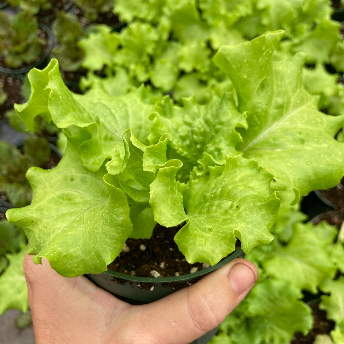 Muir Lettuce