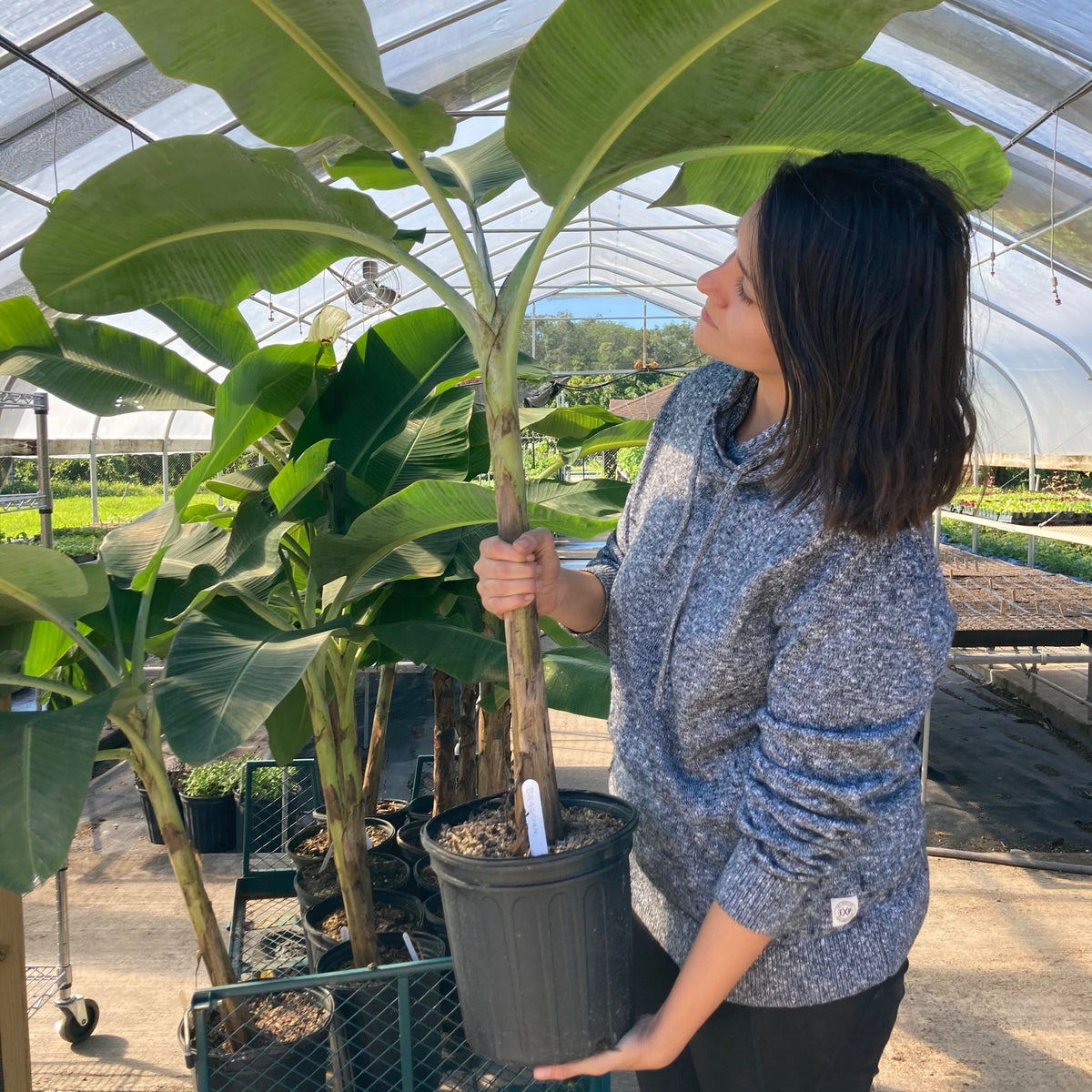 Banana Plant - assorted varieties