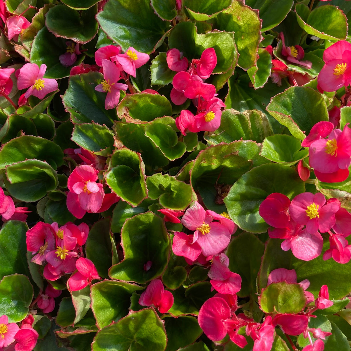 Begonias
