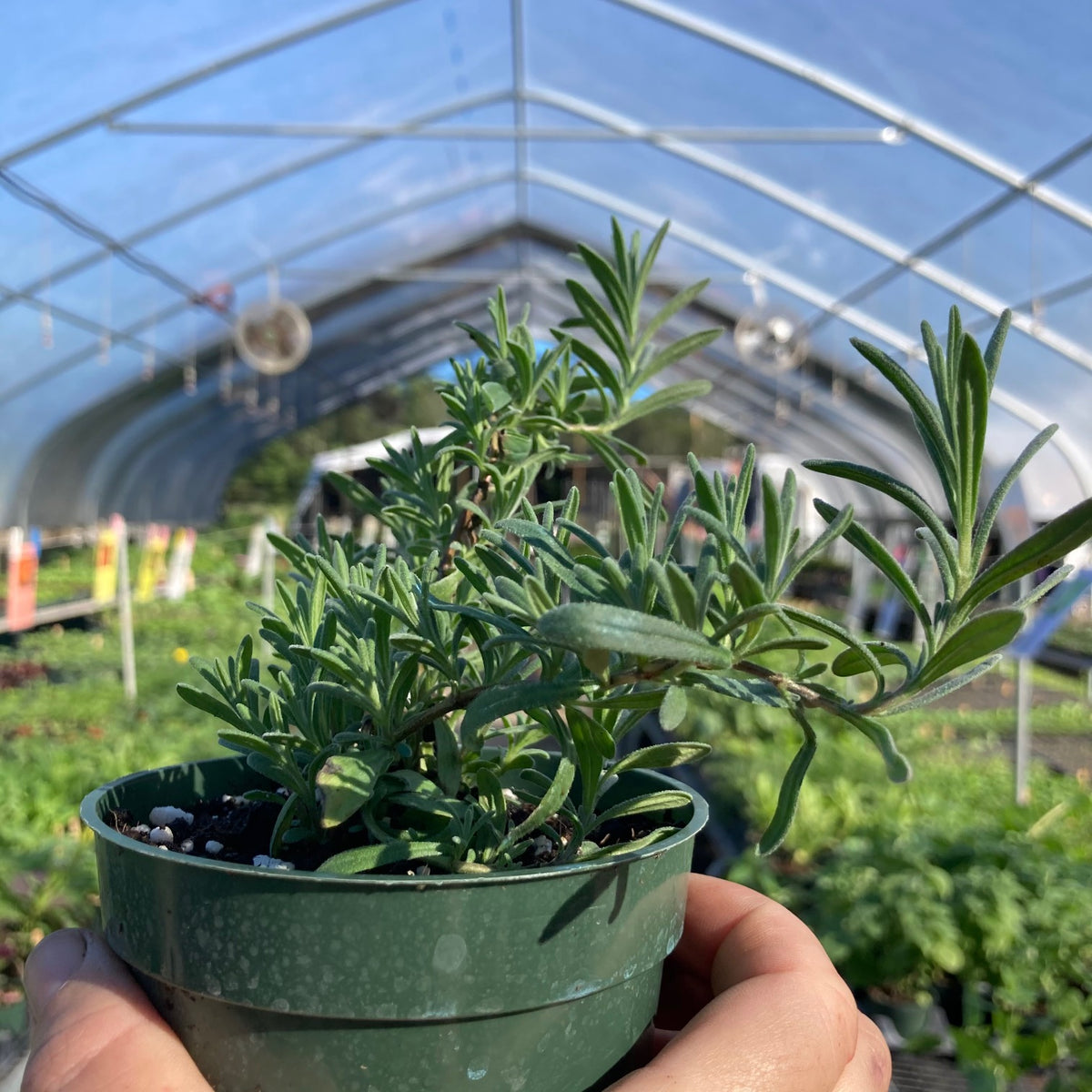 Florida Friendly Lavender